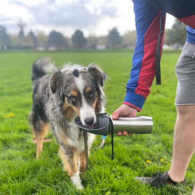 Messy Mutts Double Wall Vacuum Insulated Stainless Steel Travel Water Bottle with Silicone Flip Up Bowl