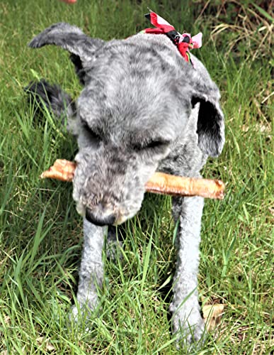 Platinum Alberta Premium Bully Sticks for Dogs - 220G (5"-6"). Made in Alberta, Canada in a Family Run Business - 100% Grass Fed Alberta Beef, 100% Beef Pizzle, All Natural, Low Odour, No Preservatives